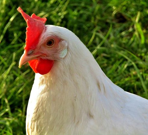 hen-white-close-up-face